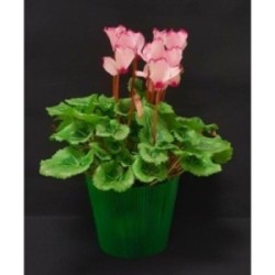 TOUSSAINT CYCLAMEN PETIT