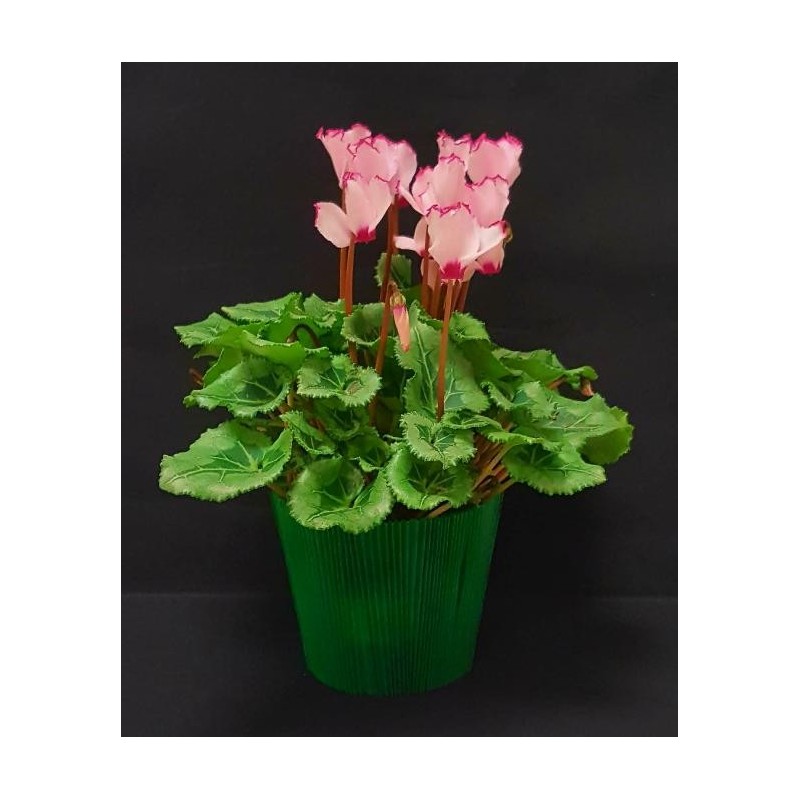 TOUSSAINT CYCLAMEN PETIT TOUSSAINT CYCLAMEN PETIT