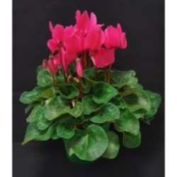 TOUSSAINT CYCLAMEN GRAND