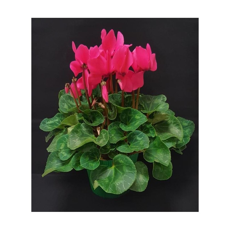 TOUSSAINT CYCLAMEN GRAND TOUSSAINT CYCLAMEN GRAND