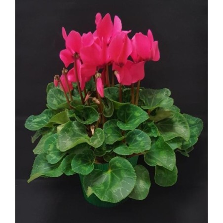 TOUSSAINT CYCLAMEN GRAND TOUSSAINT CYCLAMEN GRAND
