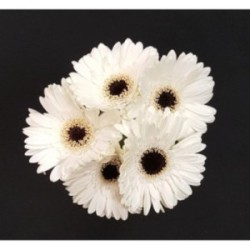 GERMINI BLANC 5 TIGES