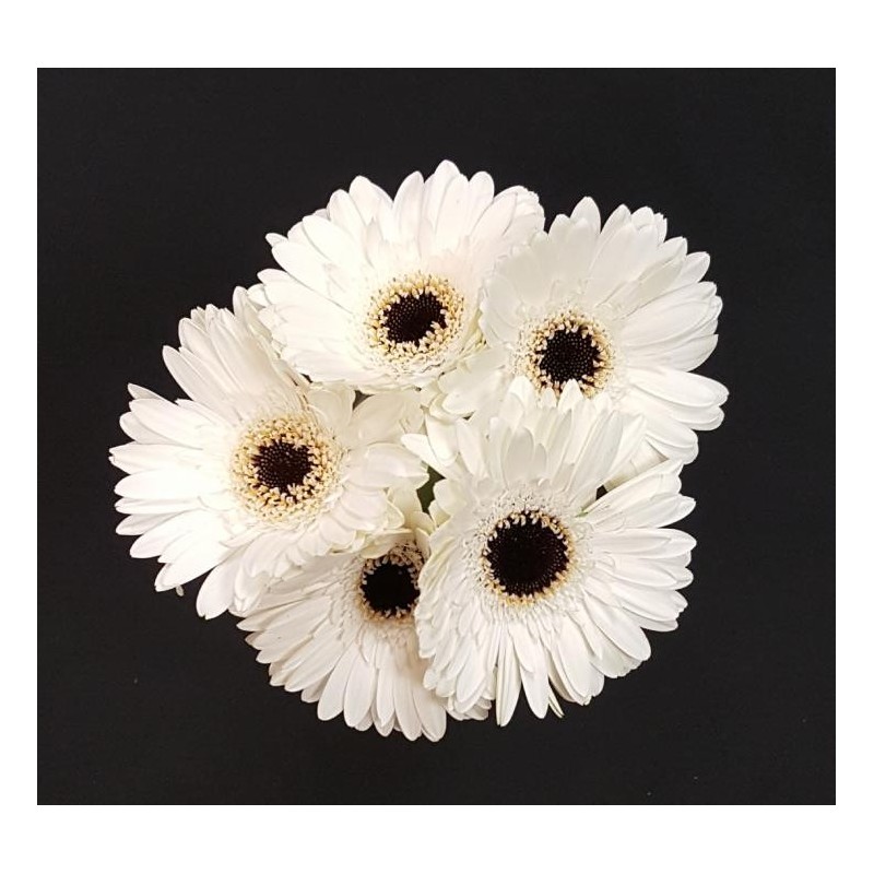 GERMINI BLANC 5 TIGES