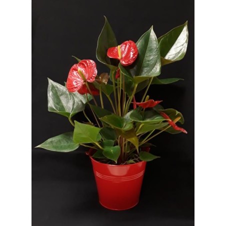 PLANTE ANTHURIUM COLORIS VARIE DIAM 14CM HAUTEUR 50CM AVEC POT CERAMIQUE PLANTE ANTHURIUM COLORIS VARIE DIAM 14CM HAUTEUR 50CM AVEC POT CERAMIQUE