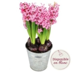 POTEE DE JACINTHES ROSES