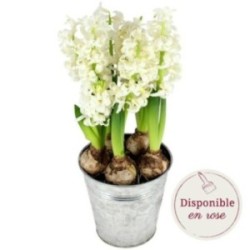 POTEE DE JACINTHES BLANCHES