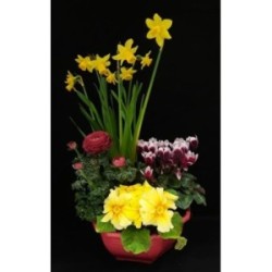 CLEMENCE COMPOSITION FETE DE PAQUES COUPE DE 4 PLANTES PRINTEMPS