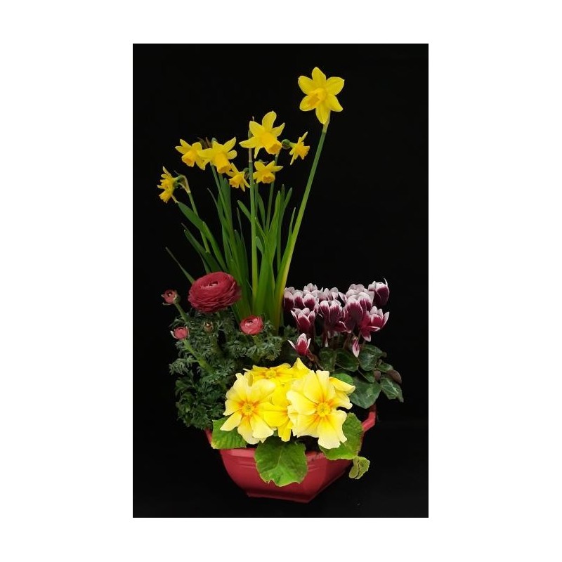 CLEMENCE COMPOSITION FETE DE PAQUES COUPE DE 4 PLANTES PRINTEMPS
