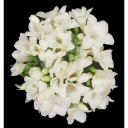 BOUQUET PROMOTION FREESIA 20 TIGES COMPOSE DE 20 FREESIA BLANCS