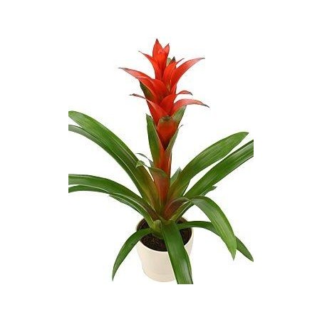 PLANTE BROMELIA COLORIS VARIE DIAM 14 CM HAUTEUR 60 CM AVEC CERAMIQUE PLANTE BROMELIA COLORIS VARIE DIAM 14 CM HAUTEUR 60 CM AVEC CERAMIQUE