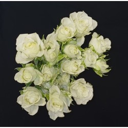 BOUQUET FETE BLACK FRIDAY 5...