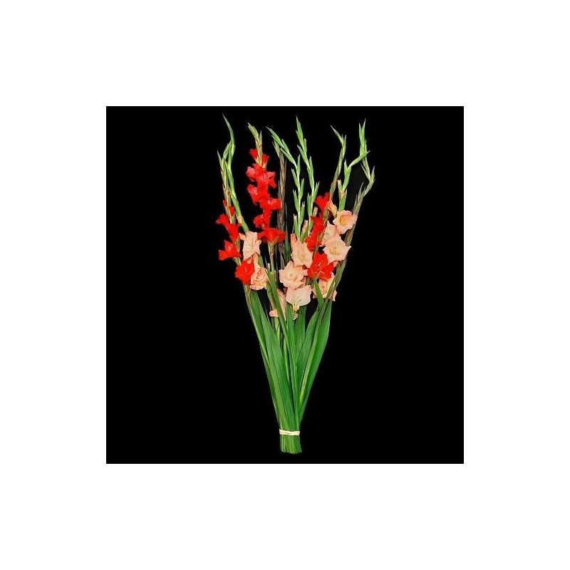 BOUQUET PROMOTION 10 GLAIEULS VARIES (5 ACHETEES 