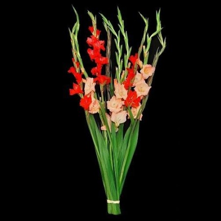 BOUQUET PROMOTION 10 GLAIEULS VARIES (5 ACHETEES BOUQUET PROMOTION 10 GLAIEULS VARIES (5 ACHETEES