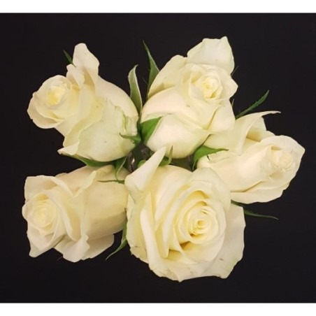 BOUQUET FETE BLACK FRIDAY 5 TIGES COMPOSE DE 5 ROSES PB BLANCS BOUQUET FETE BLACK FRIDAY 5 TIGES COMPOSE DE 5 ROSES PB BLANCS