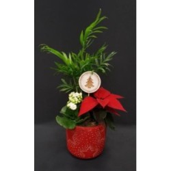 COMPOSITION DE FIN D'ANNEE 3 PLANTES VARIES INTERIEURS AVEC SUPPORT VARIABLE