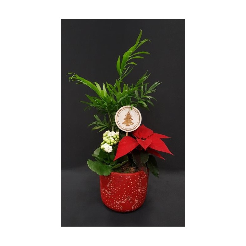 COMPOSITION DE FIN D'ANNEE 3 PLANTES VARIES INTERIEURS AVEC SUPPORT VARIABLE