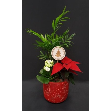 COMPOSITION DE FIN D'ANNEE 3 PLANTES VARIES INTERIEURS AVEC SUPPORT VARIABLE