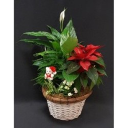 COMPOSITION DE FIN D'ANNEE 5 PLANTES INTERIEURS