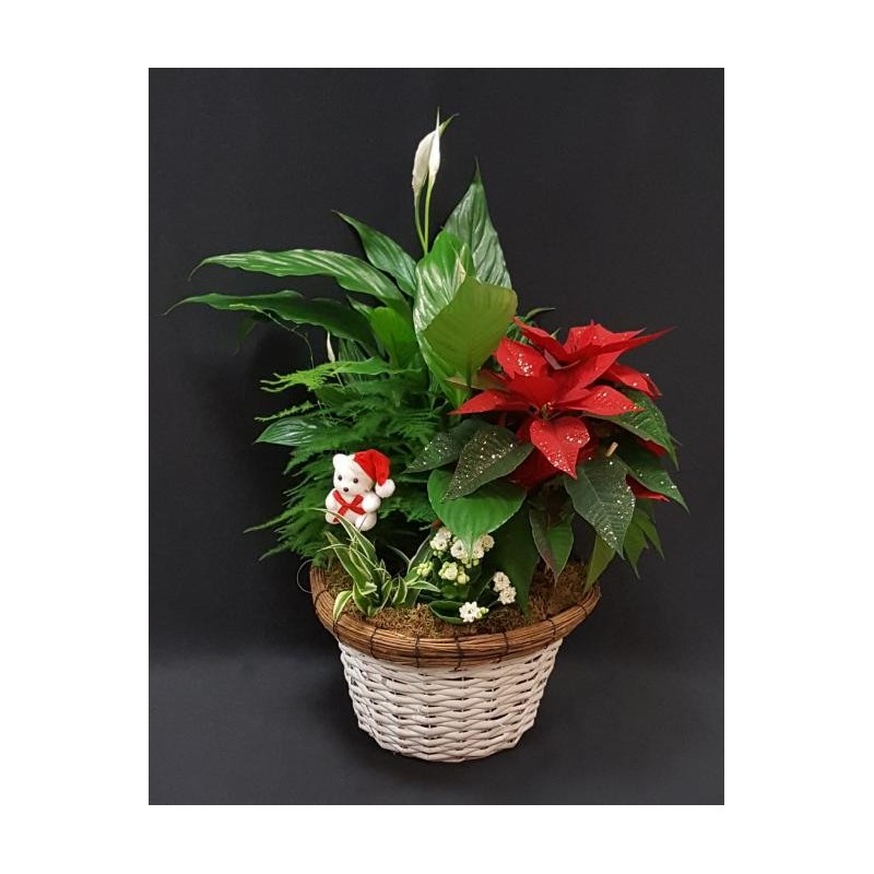 COMPOSITION DE FIN D'ANNEE 5 PLANTES INTERIEURS