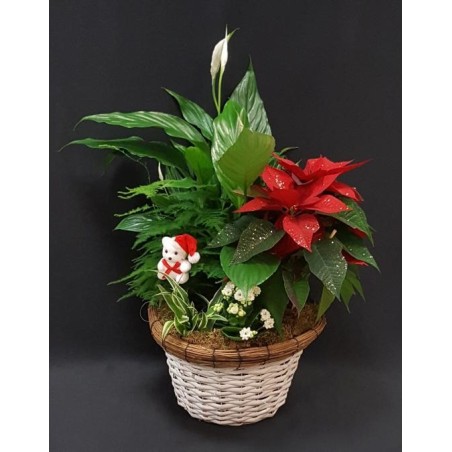 COMPOSITION DE FIN D'ANNEE 5 PLANTES INTERIEURS