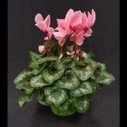 CYCLAMEN POT 14 CM PAILETTE VARIE EN COLORETTE NOEL
