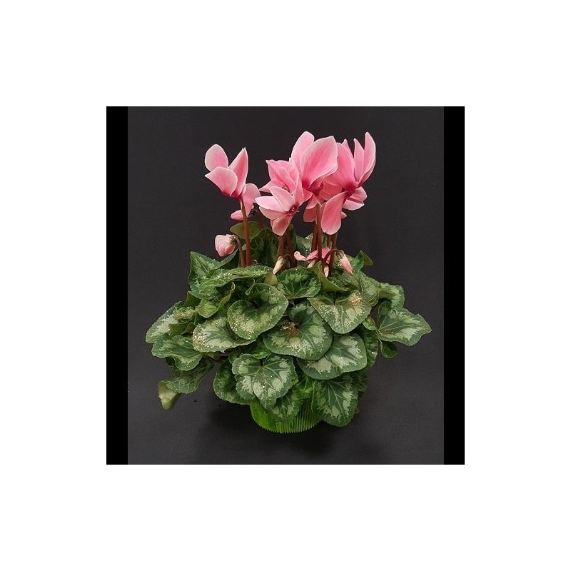 CYCLAMEN POT 14 CM PAILETTE VARIE EN COLORETTE NOEL