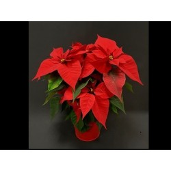 NOEL POINSETTIA PAILLETTE...