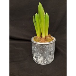 NOEL TRIO DE JACINTHES POT...