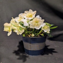 NOEL PLANTE HELLEBORE POT...