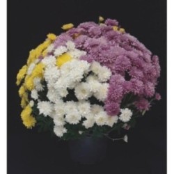 TOUSSAINT CHRYSANTHEME ARLEQUIN TRICOLOR