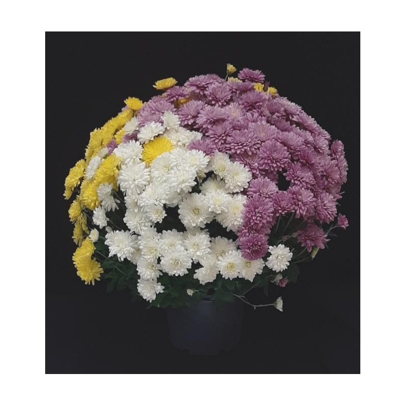 TOUSSAINT CHRYSANTHEME ARLEQUIN TRICOLOR TOUSSAINT CHRYSANTHEME ARLEQUIN TRICOLOR
