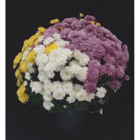 TOUSSAINT CHRYSANTHEME ARLEQUIN TRICOLOR TOUSSAINT CHRYSANTHEME ARLEQUIN TRICOLOR