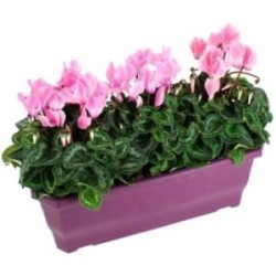 POTEE DE CYCLAMENS