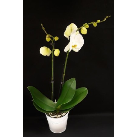 ORCHIDEE 2 BRANCHES COLORIS VARIES POT DE 12 CM AVEC CACHE POT CERAMIQUE COLORIS VARIES 13 CM