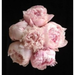 BOUQUET PROMOTION 6 TIGES PIVOINES