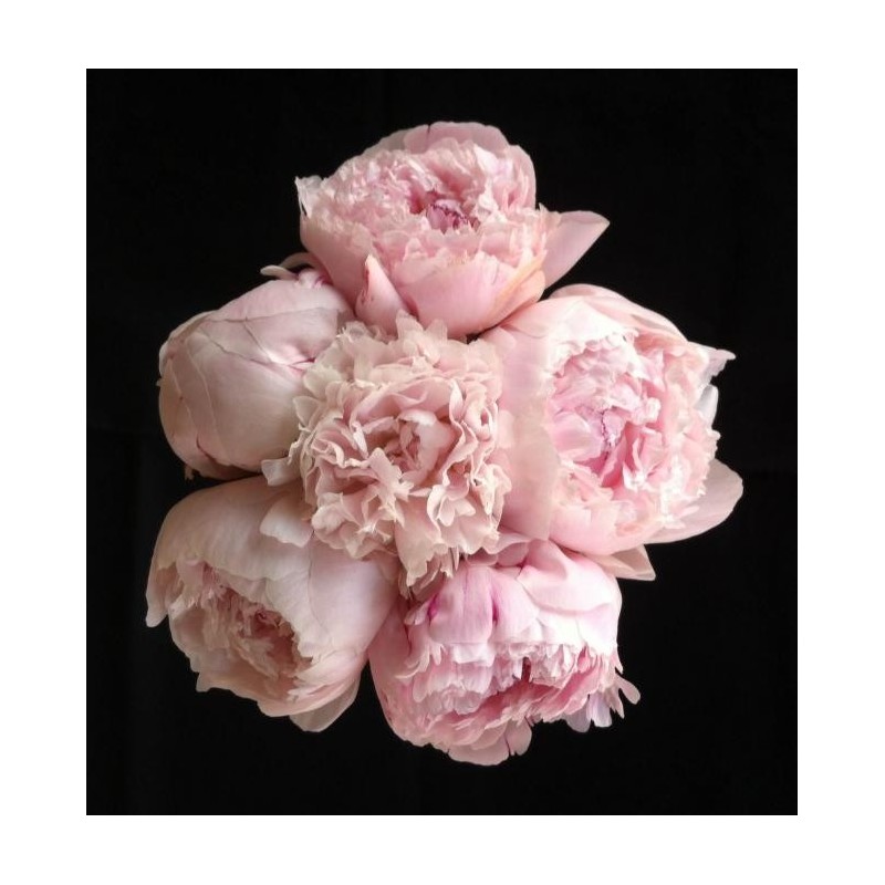 BOUQUET PROMOTION 6 TIGES PIVOINES