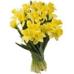 BRASSÉE DE JONQUILLES