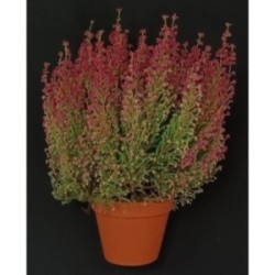 TOUSSAINT BRUYERE GRACILIS POT DE 13 CM
