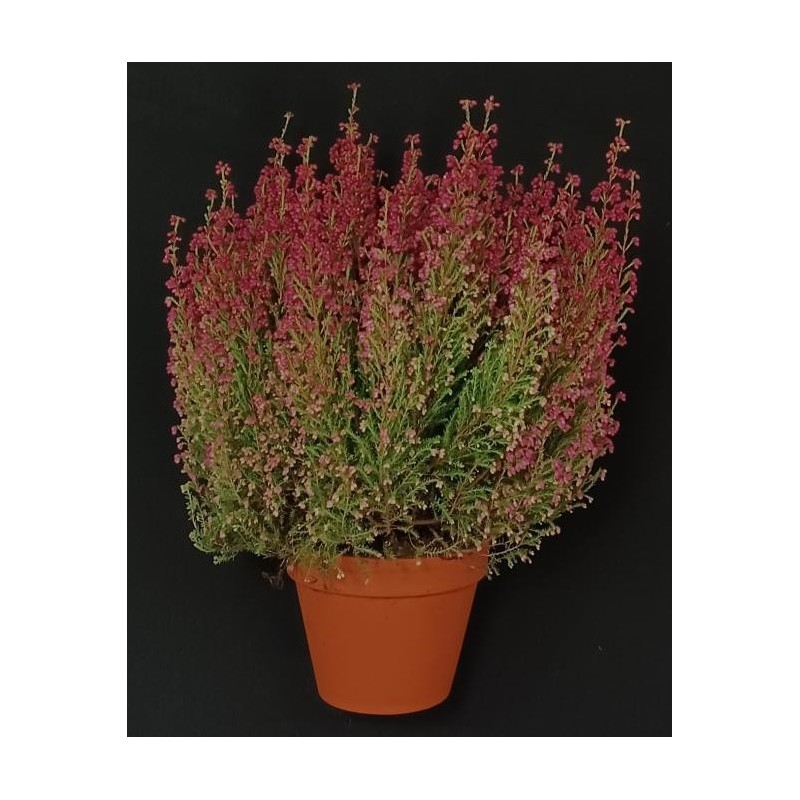 TOUSSAINT BRUYERE GRACILIS POT DE 13 CM TOUSSAINT BRUYERE GRACILIS POT DE 13 CM