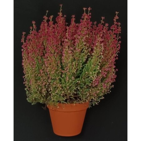 TOUSSAINT BRUYERE GRACILIS POT DE 13 CM TOUSSAINT BRUYERE GRACILIS POT DE 13 CM