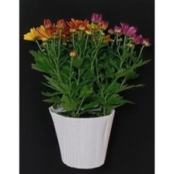 TOUSSAINT CHRYSANTHEME PETIT MODELE POT DE 13 CM