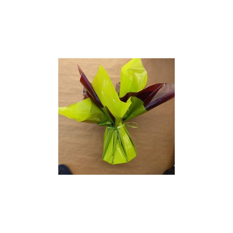 BULLE EAU VERT CHOCOLAT HAUT VINGT CM