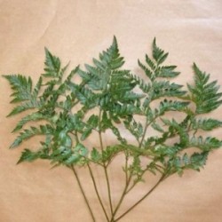 5 FEUILLES DE FOUGERE COSTA RICA