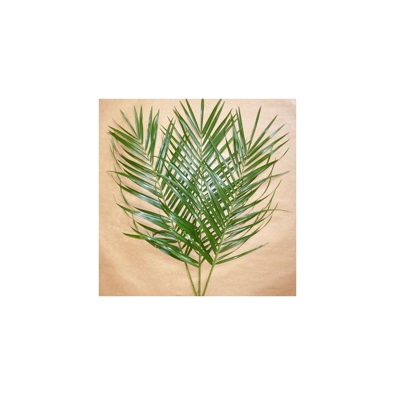 3 FEUILLES DE PHOENIX