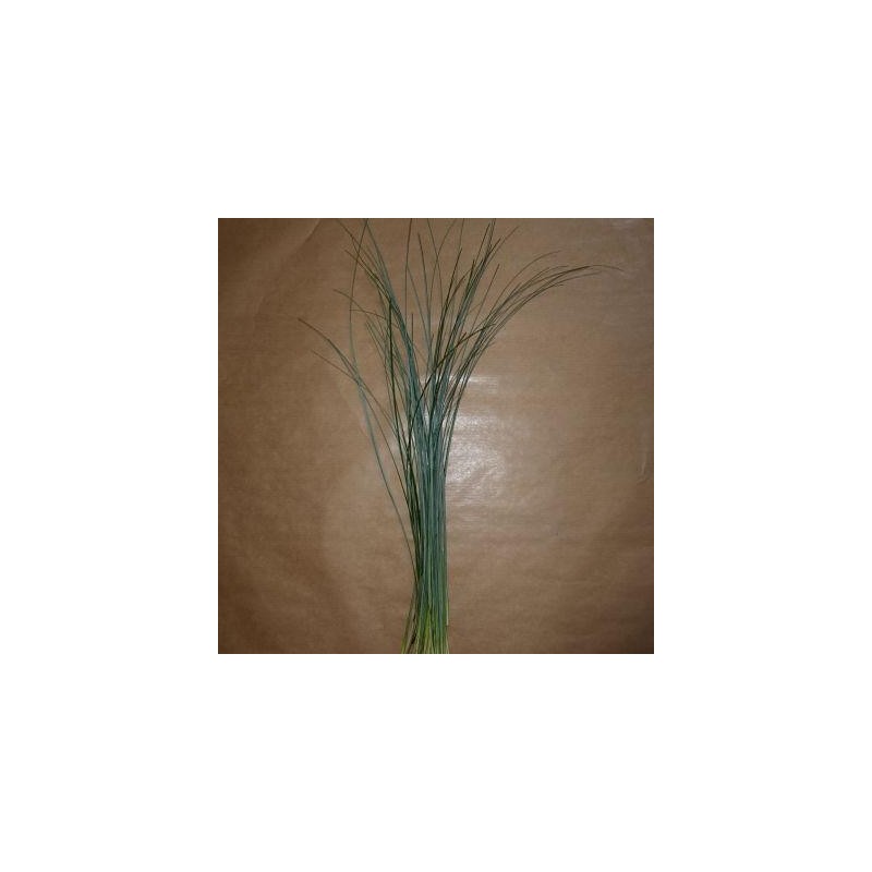 1 BOTTE DE BEARGRASS 60 CM