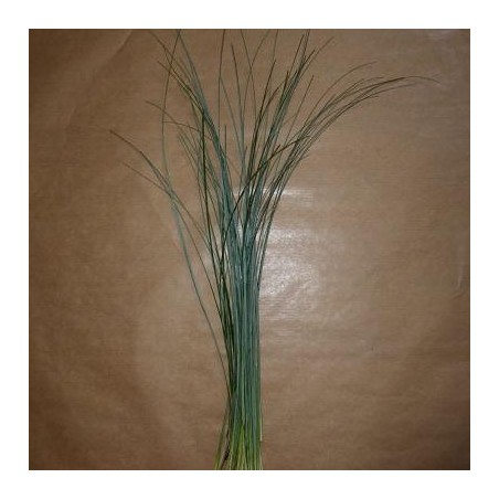 1 BOTTE DE BEARGRASS 60 CM