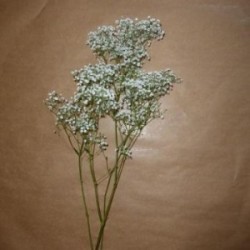 1 BRANCHE DE GYPSOPHILE 60 CM