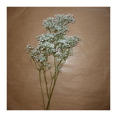 1 BRANCHE DE GYPSOPHILE 60 CM