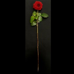 ROSE ROUGE RED NAOMI 70CM