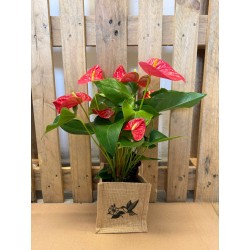 ANTHURIUM HAUTEUR 45 CM POT...
